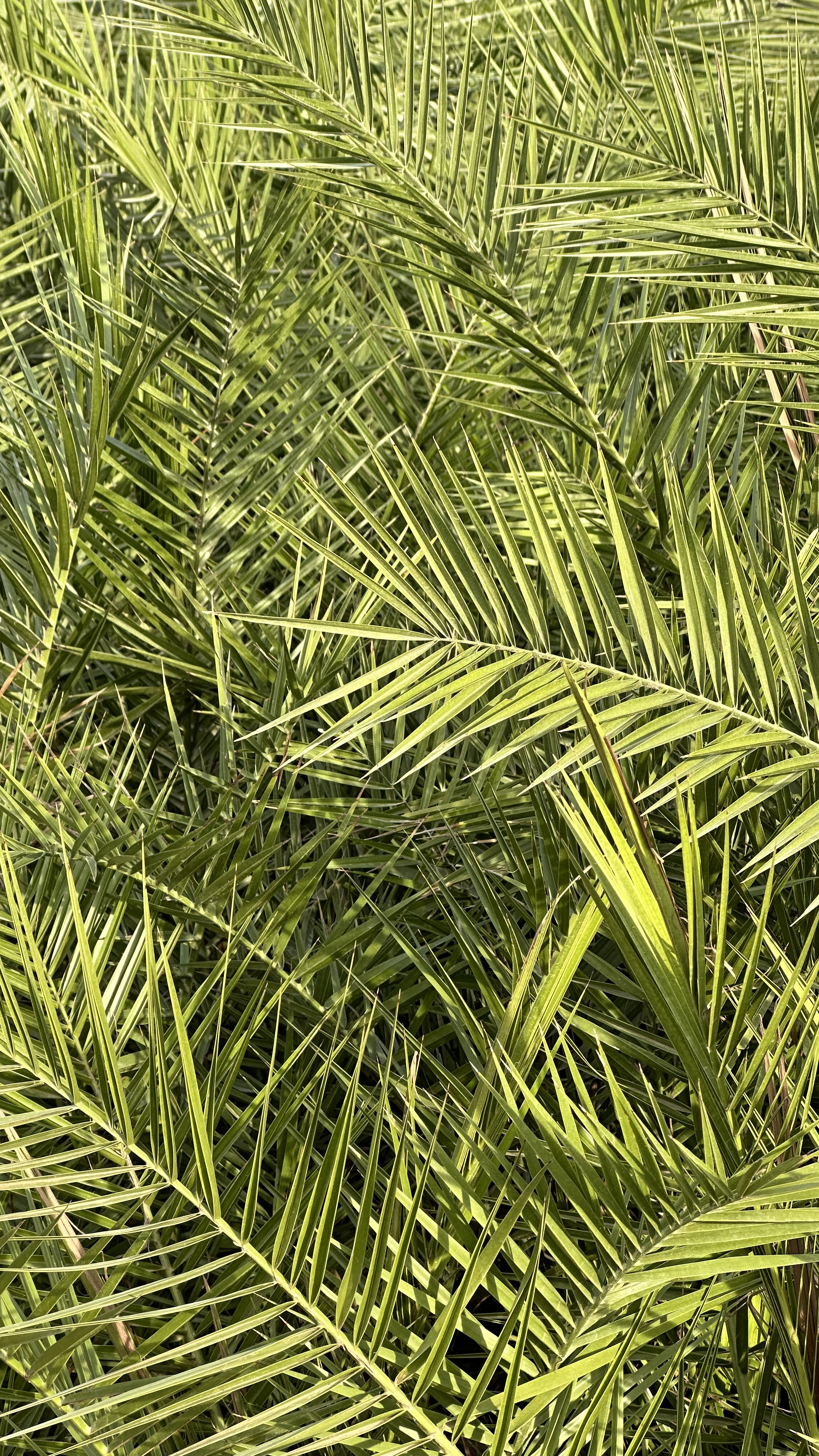 Viveros Almenar Valencia