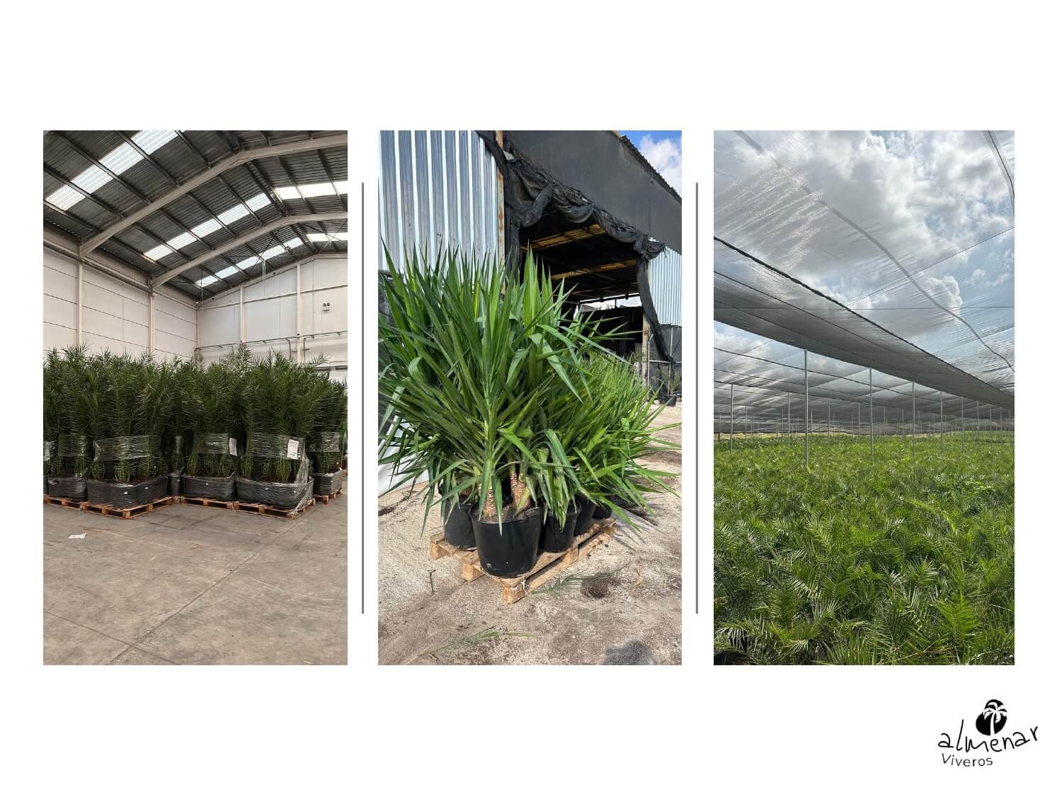 Viveros Almenar 3